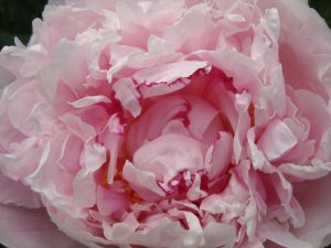 peony