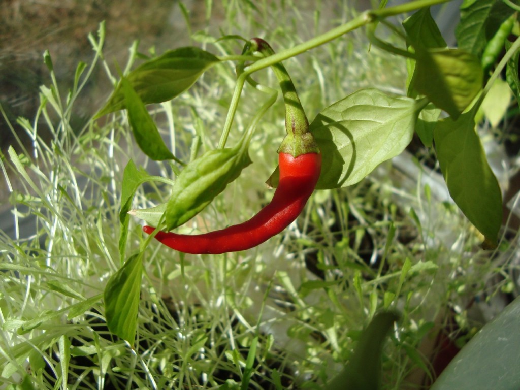 red chili pepper