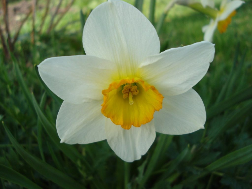 narcissus