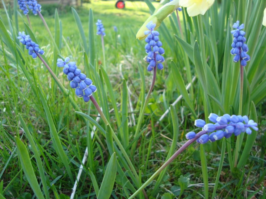 small grape hyacinth