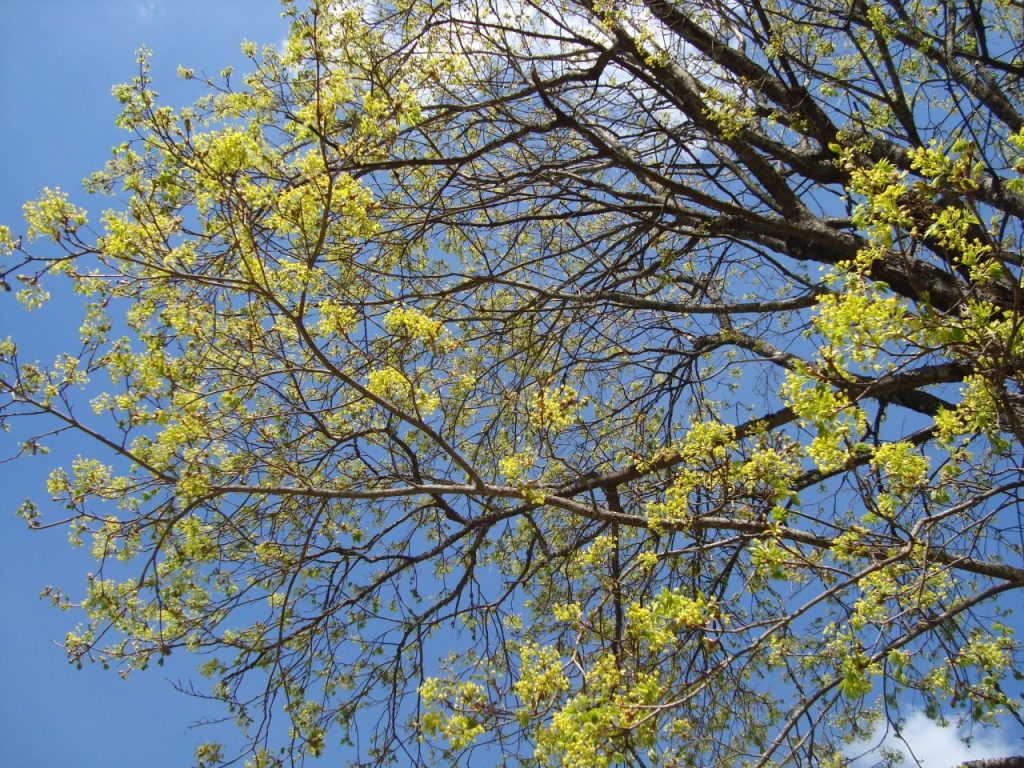 Norway Maple