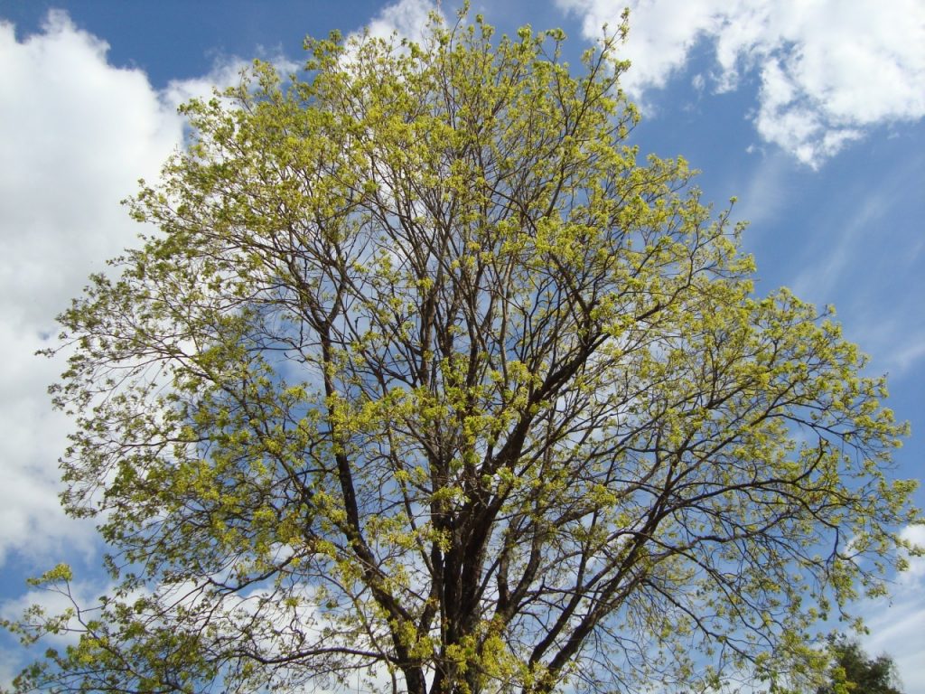 Norway Maple