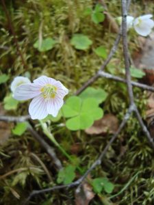 wood sorrel