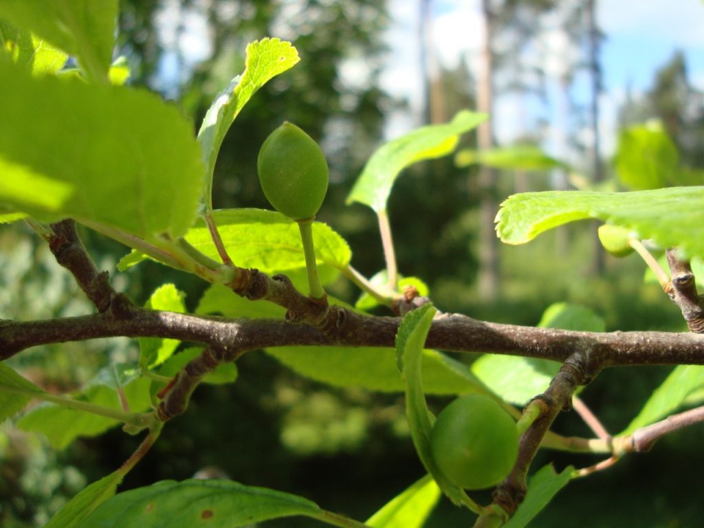 plum tree