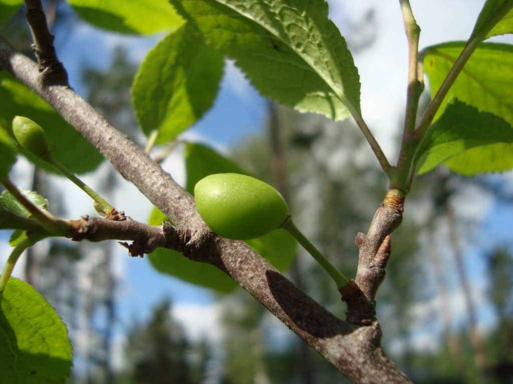 plum tree