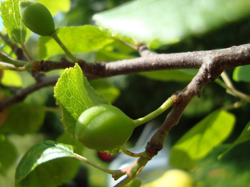 plum tree