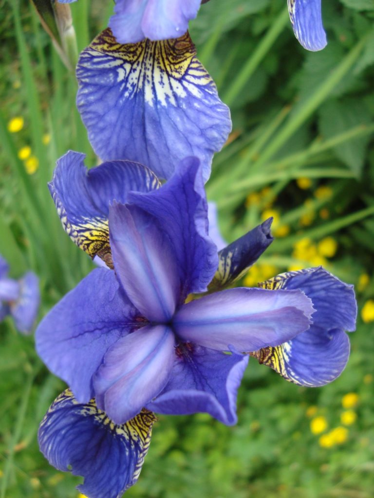 iris