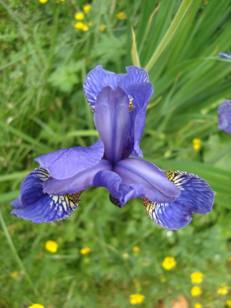 iris