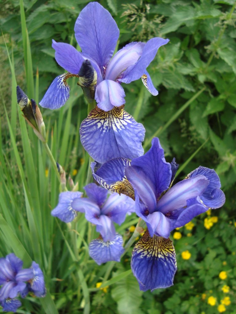 iris