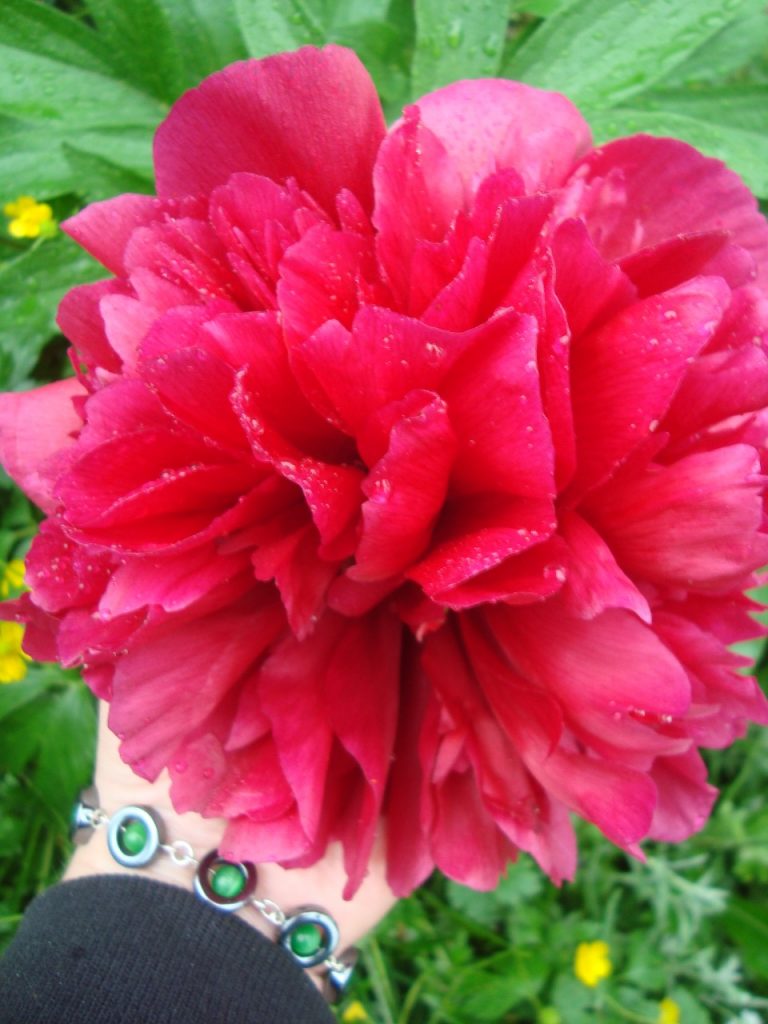 peony