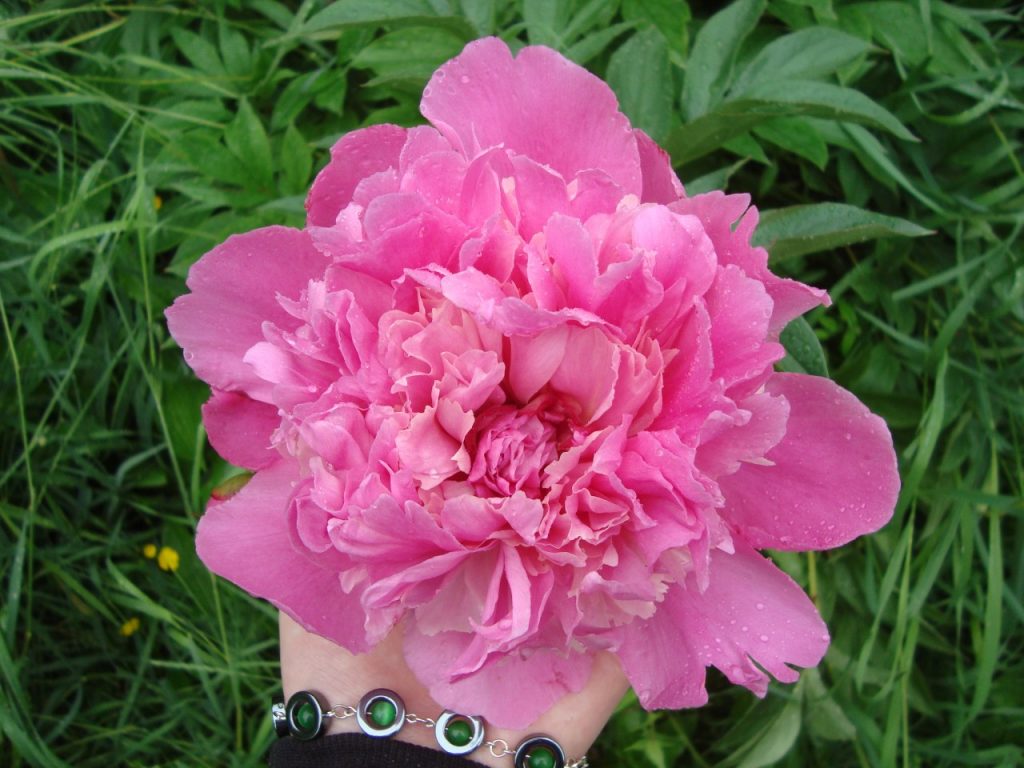 peony