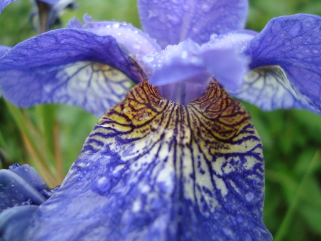 iris