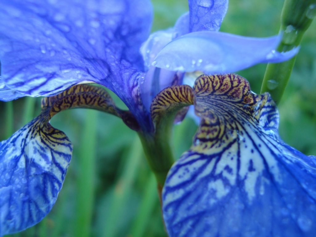 iris