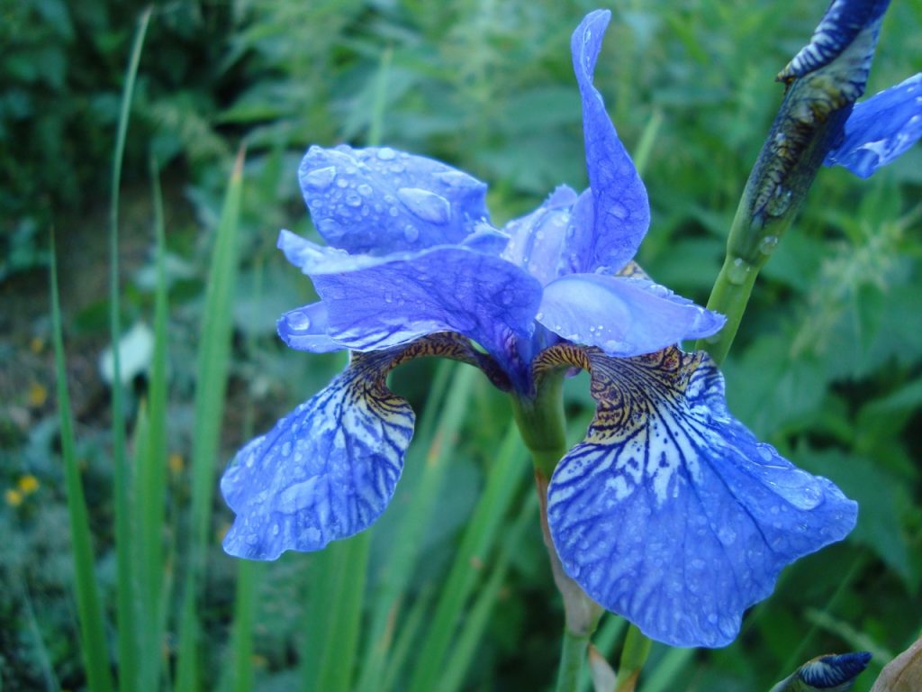 iris