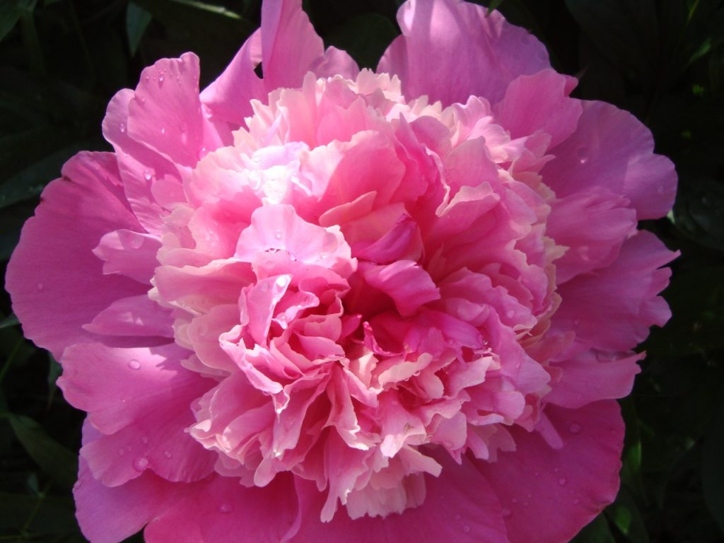 peony