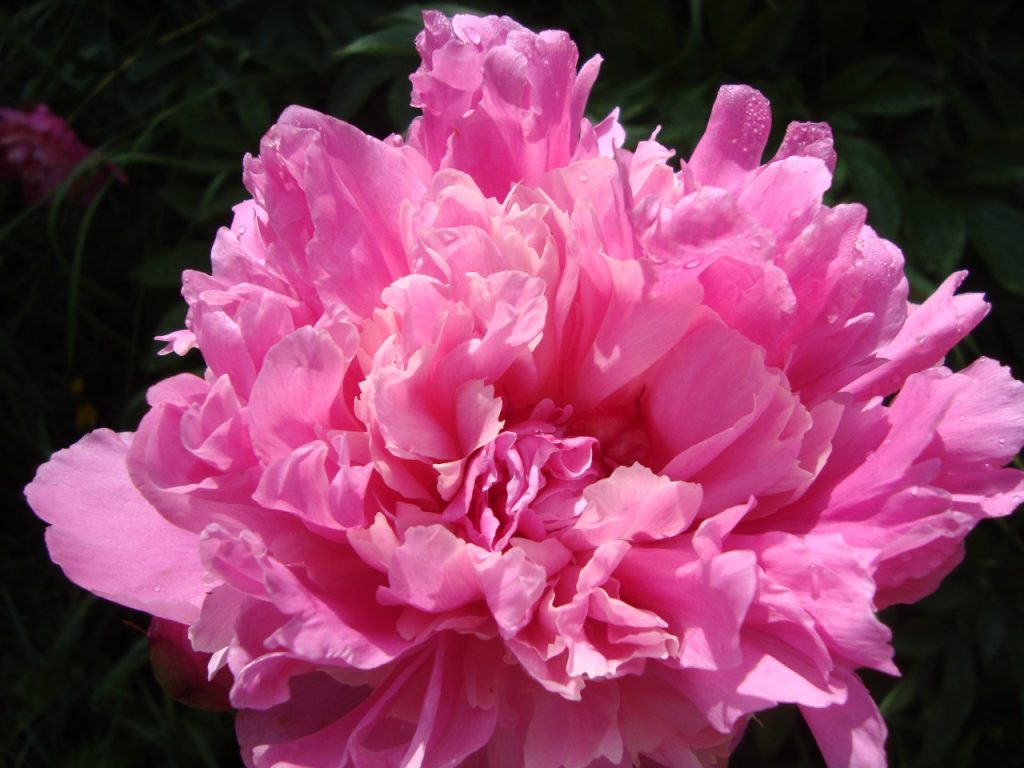 peony