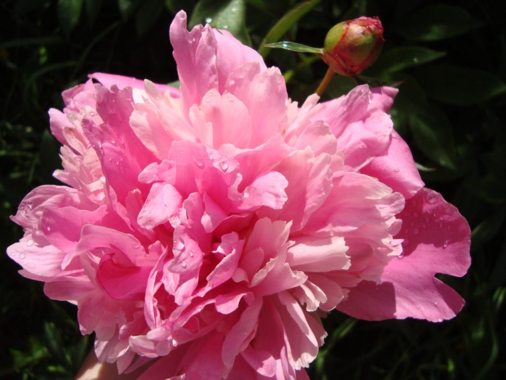 peony