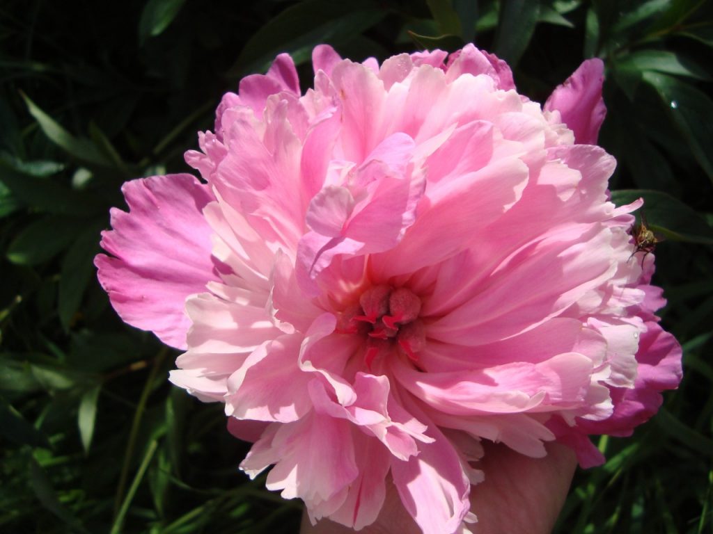 peony