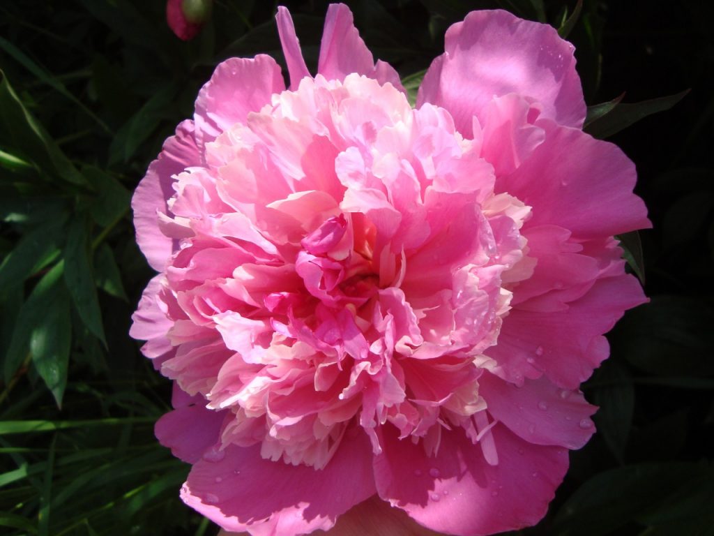 peony