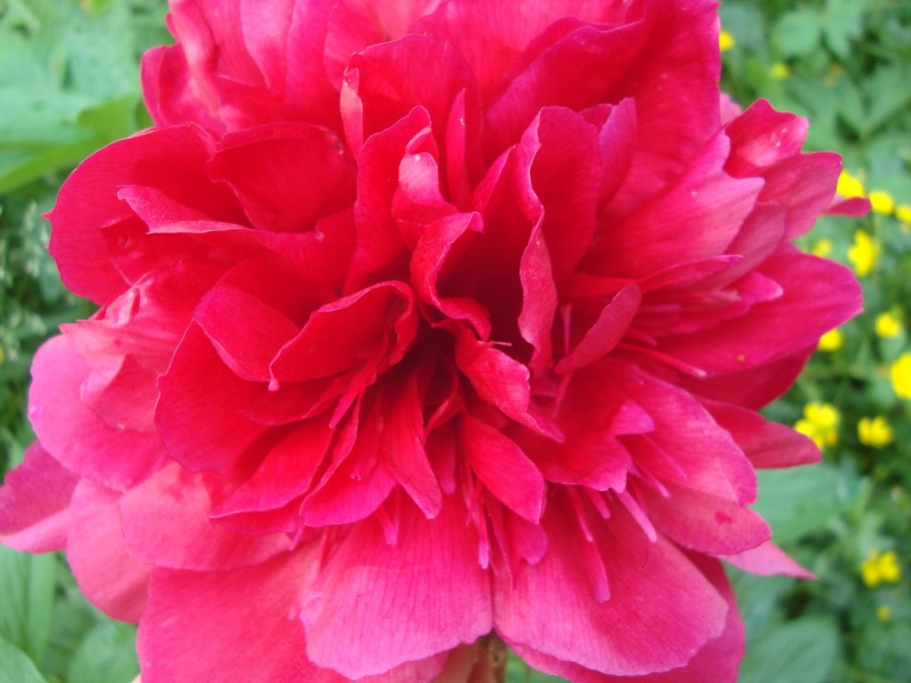 peony