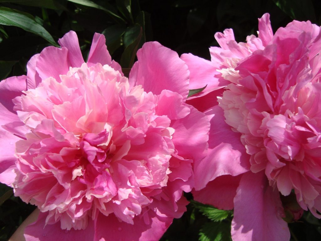 peony