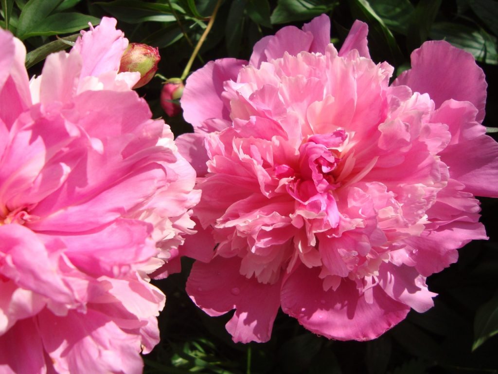 peony