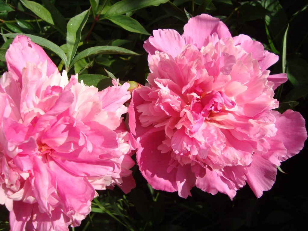 peony