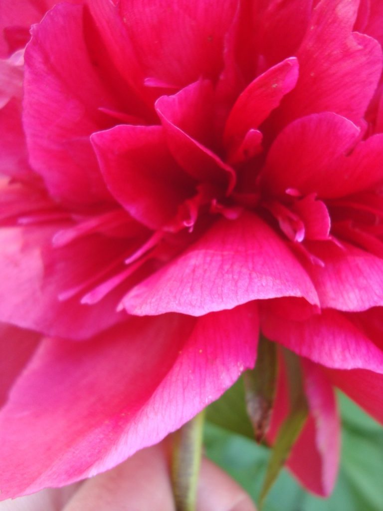 peony