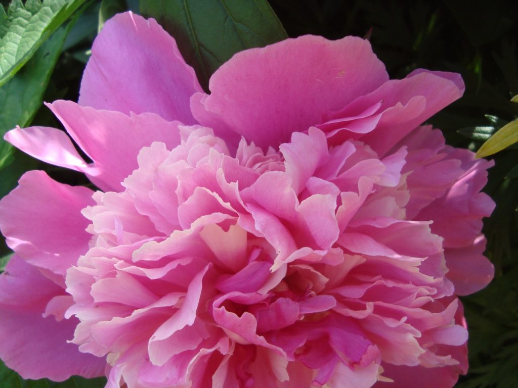 peony