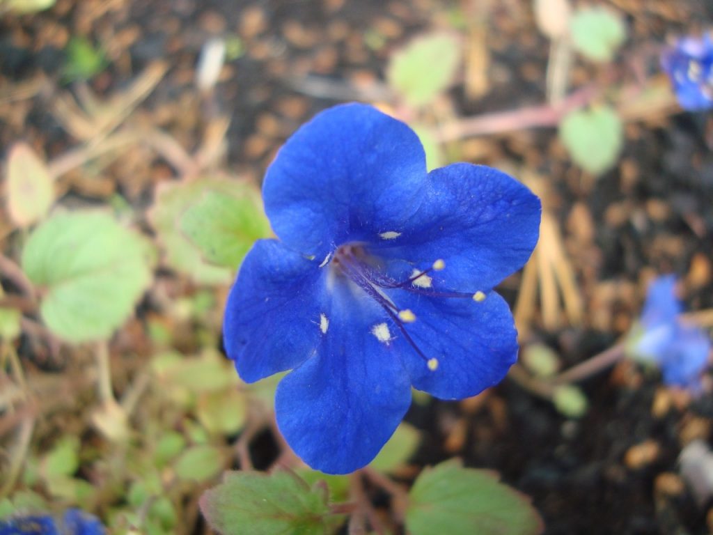 phacelia