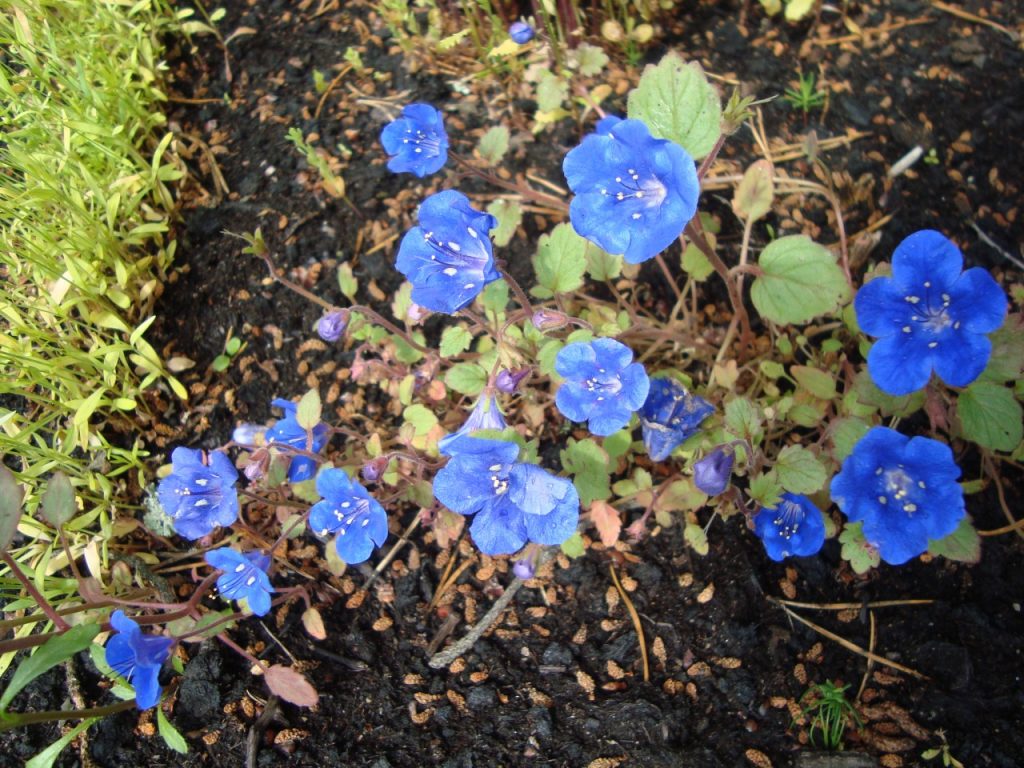 phacelia