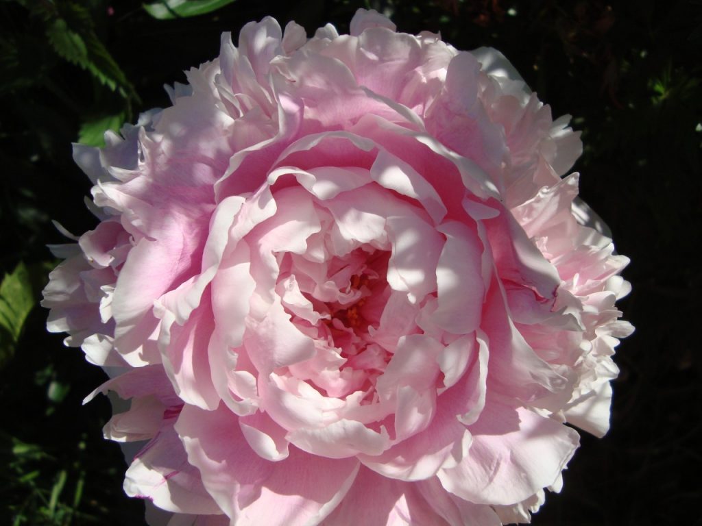 peony