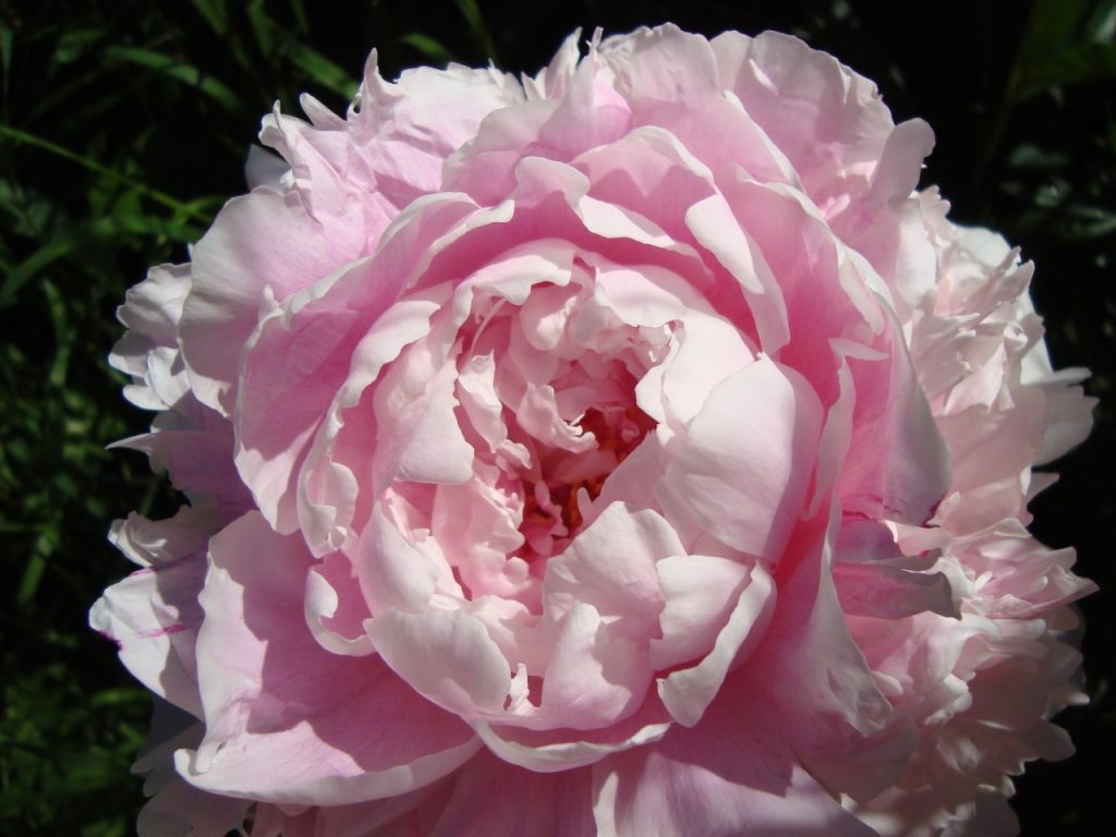 peony