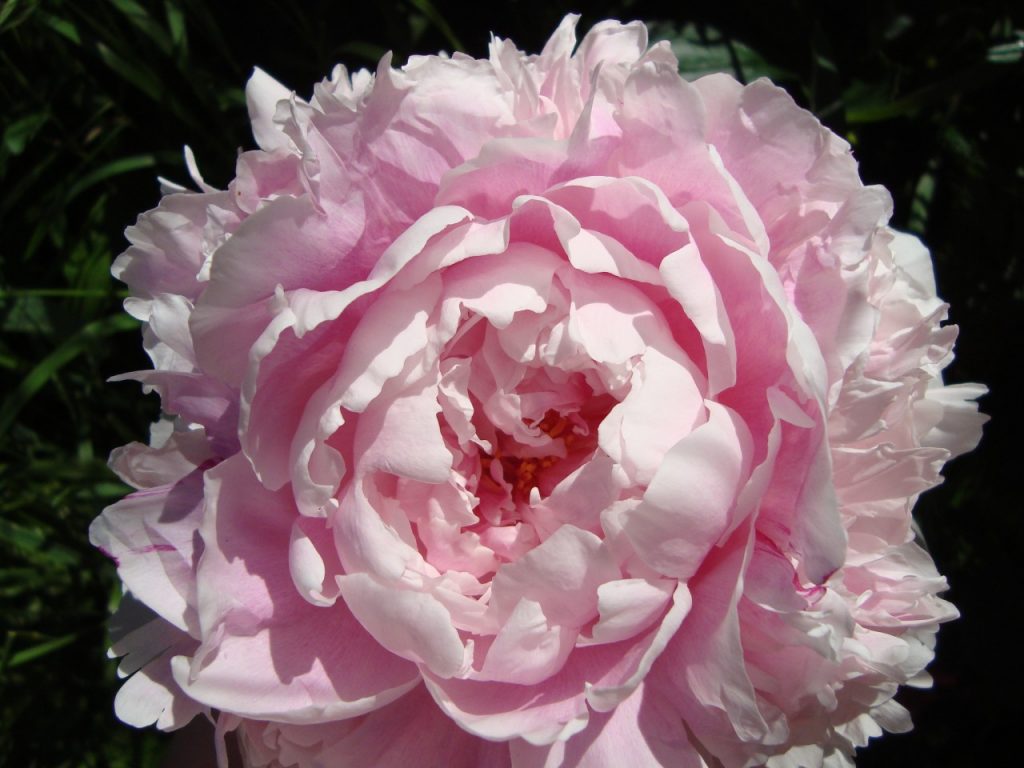 peony