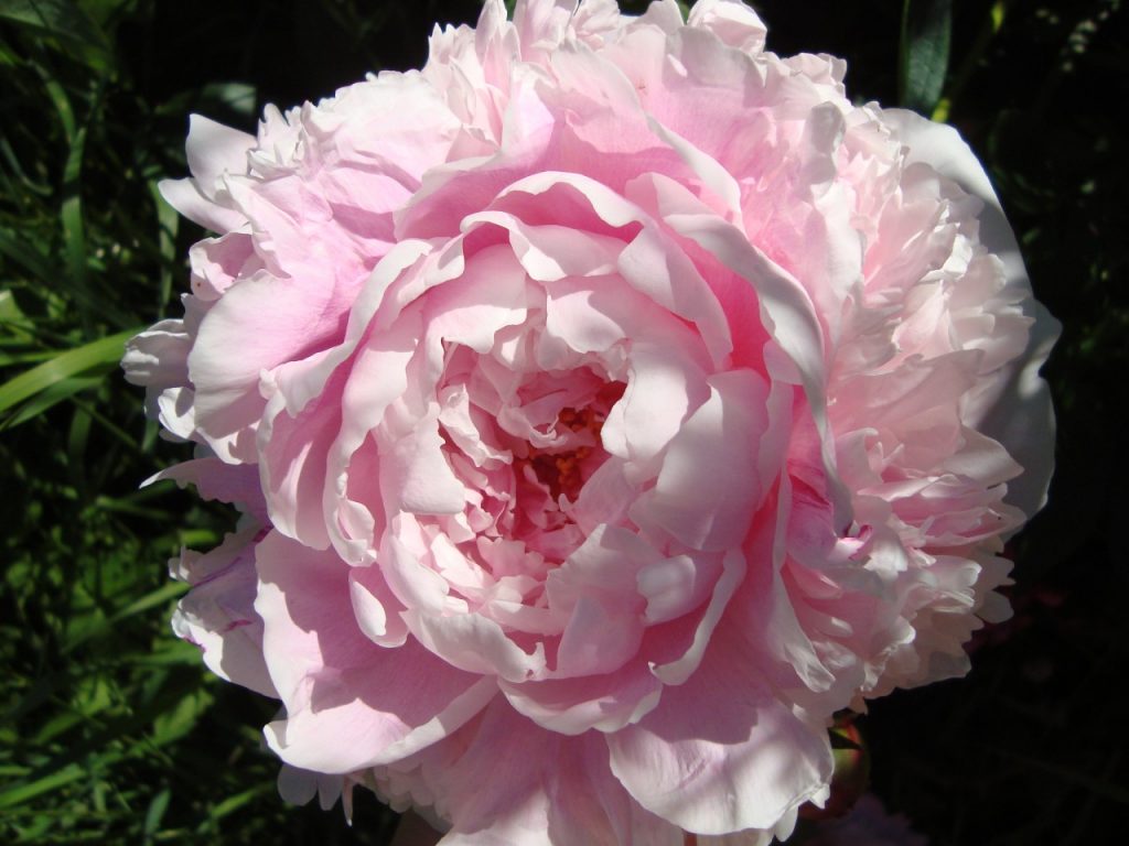 peony