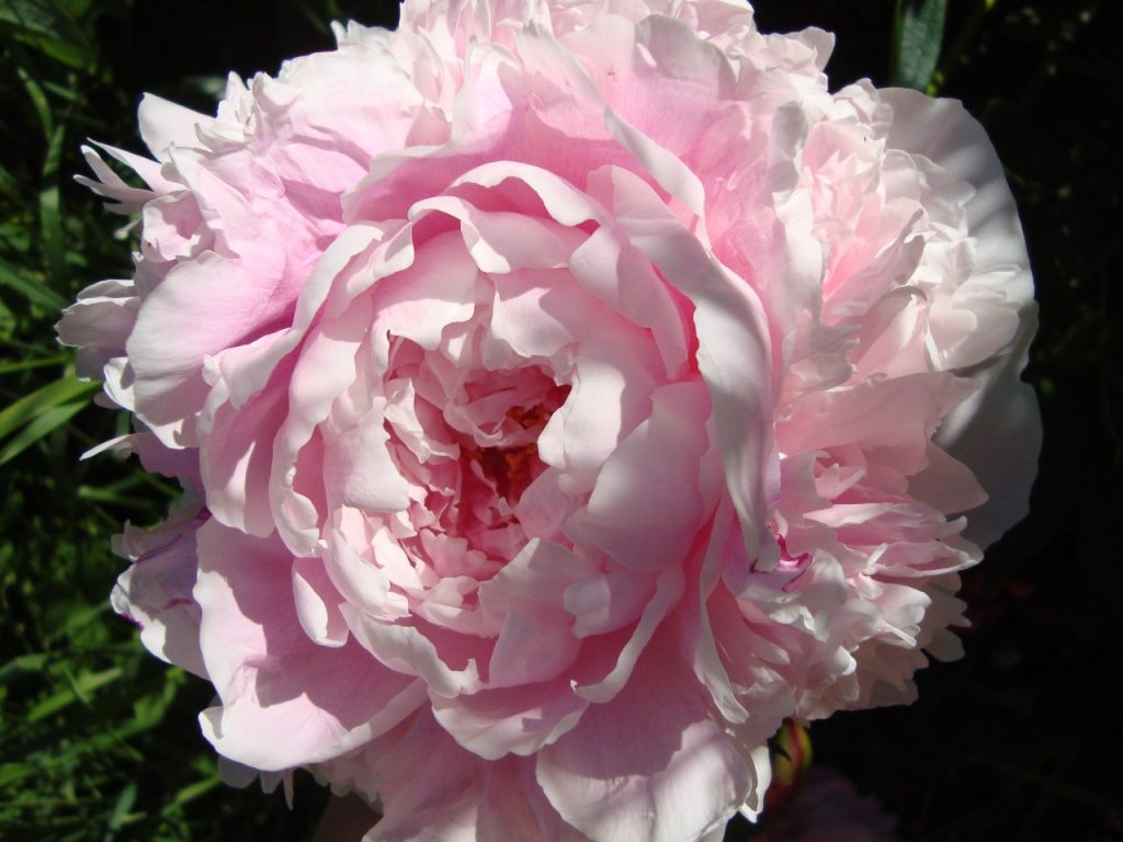 peony