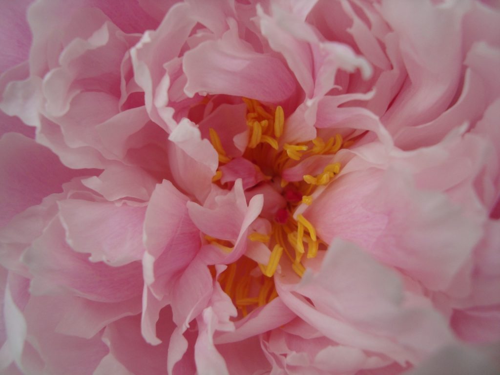 peony