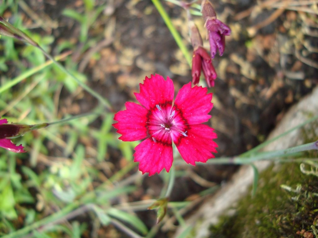 maiden pink