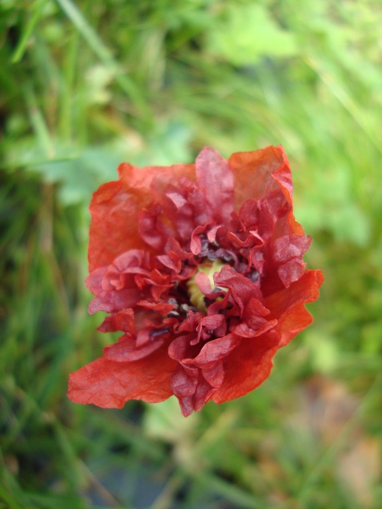 poppy