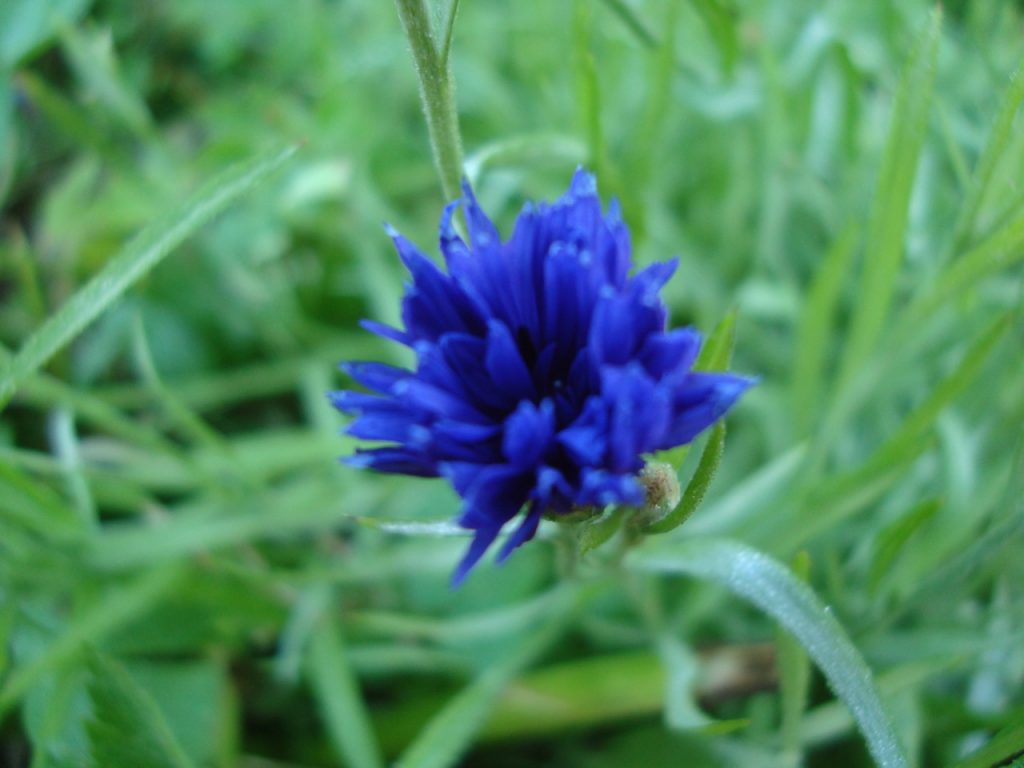 cornflower