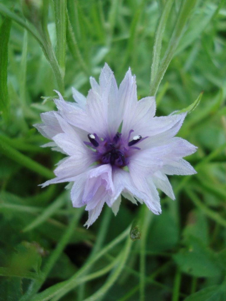 cornflower