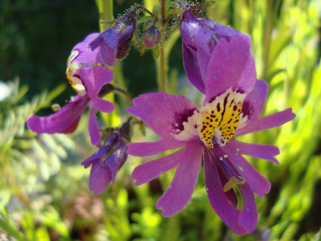 butterfly flower