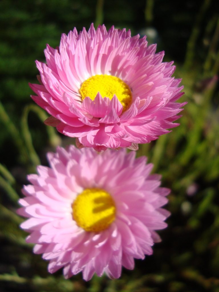 strawflower