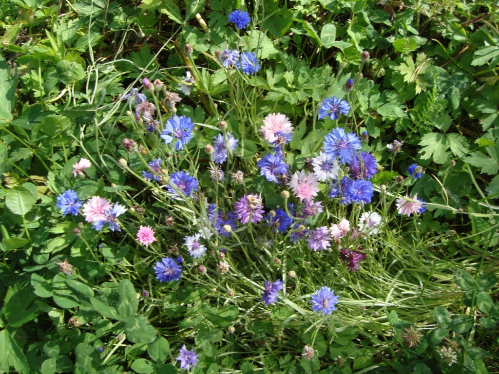 cornflower