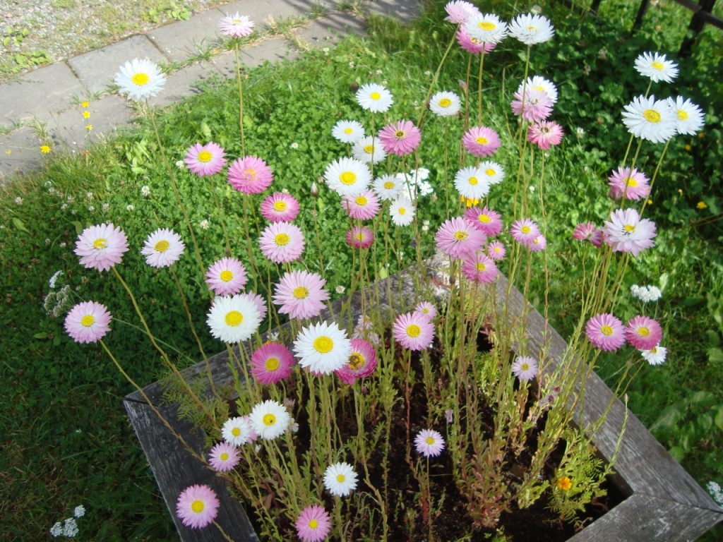 strawflower