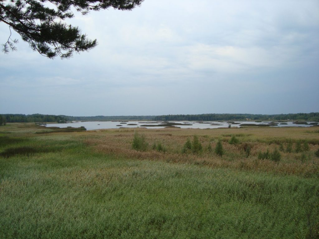 at bird watching tower