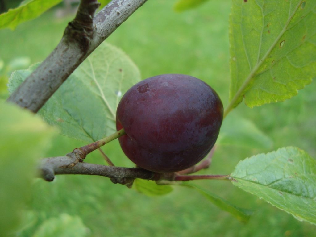 plum tree