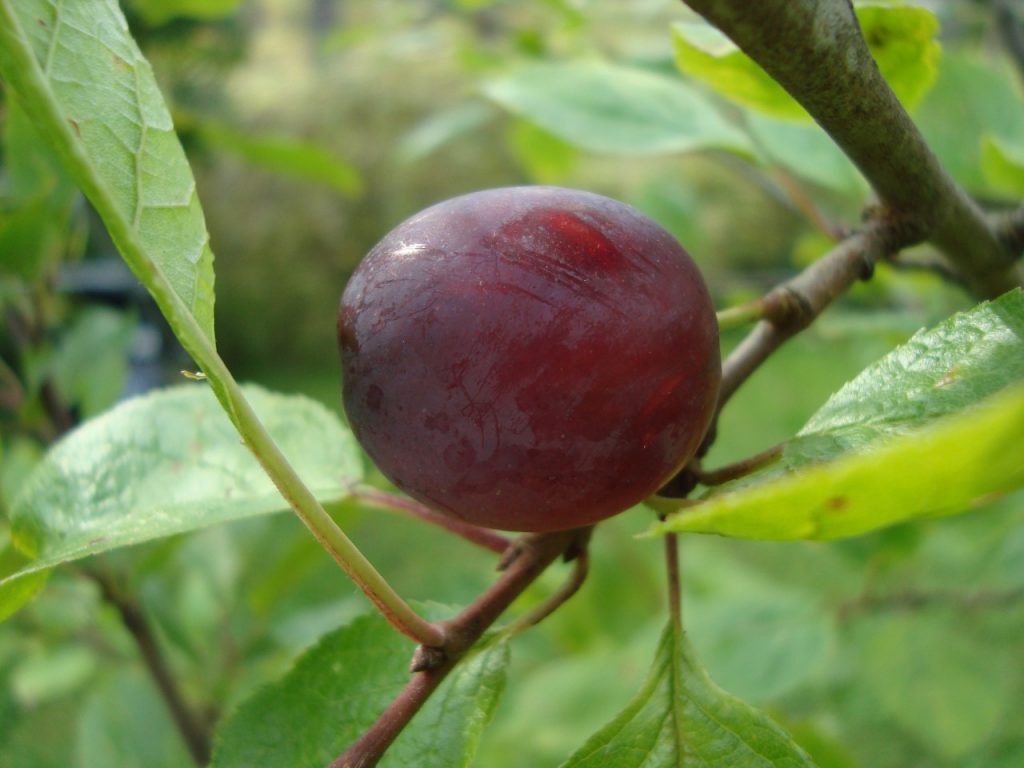 plum tree