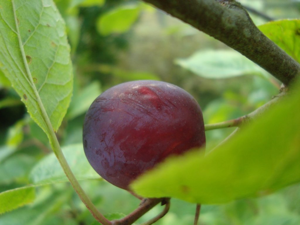 plum tree