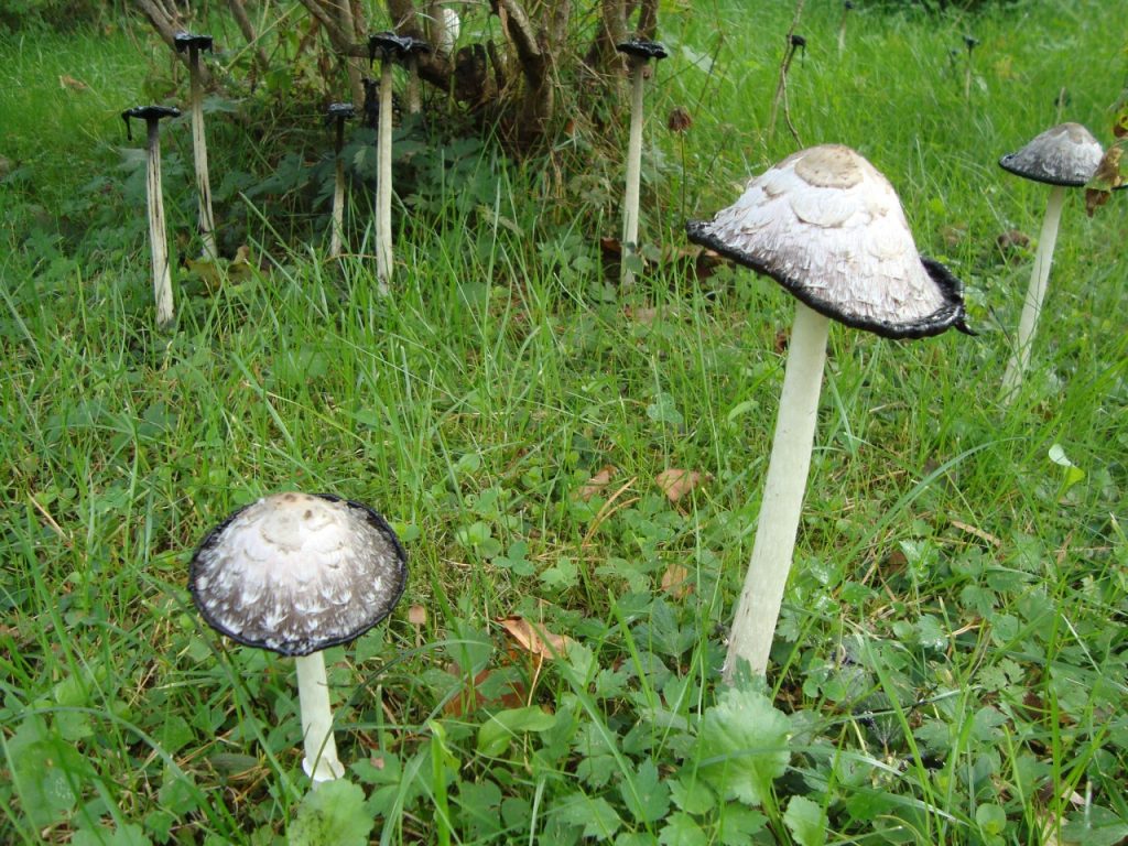 shaggy ink cap